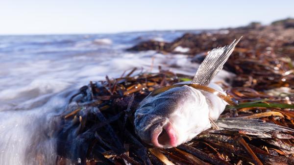 A year on, Australia’s biggest harmful…