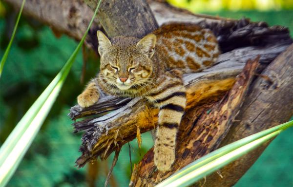 Genetic study reveals extinction risk&hellip;