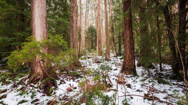 What the grim outlook for Alpine Ash&hellip;