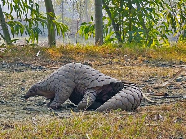 Pangolin habitat at risk in Pakistan