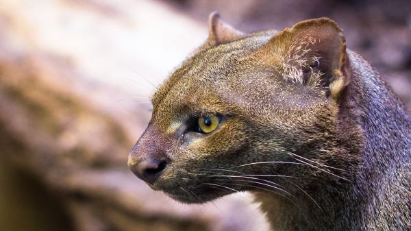 Increasingly rare: Jaguarundi moves up a&hellip;