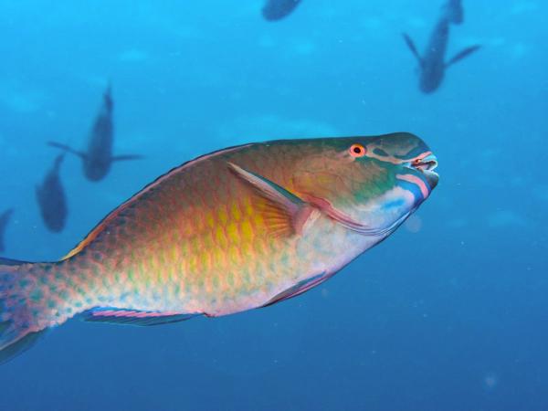 How social media and parrotfish poop are&hellip;