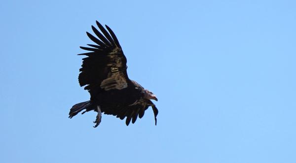 California condors nesting in Pacific&hellip;