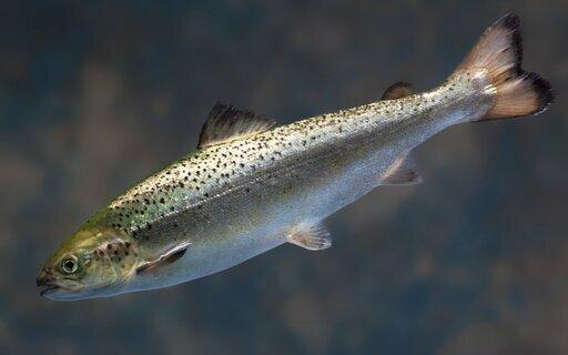 photo of US regulators clear path for genetically modified salmon image
