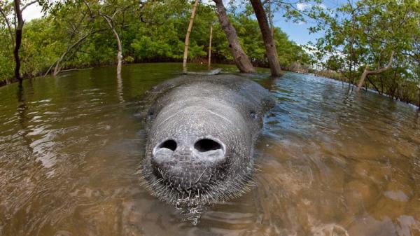 photo of Amazon oil drilling plan excludes unique hybrid manatees too big for rescue image