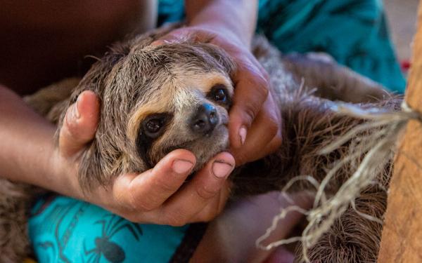 Stricter rules adopted to protect sloths from pet trade and…