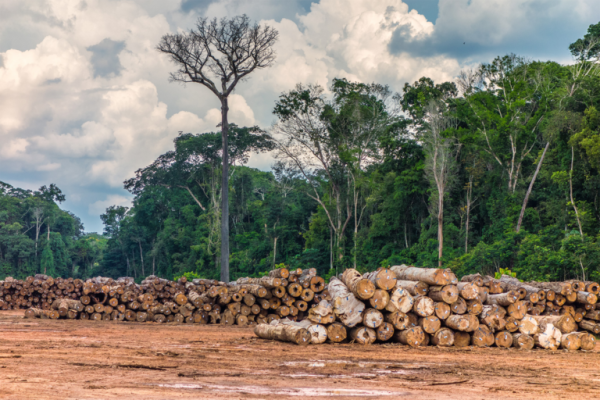 Loggers and carbon projects forge odd partnerships in the Brazilian Amazon