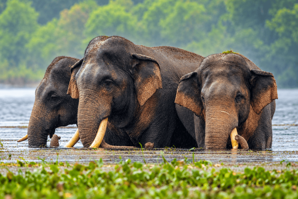 Sri Lanka elephant found with a gunshot&hellip;