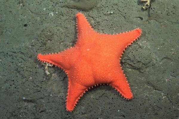 ‘Patrick’ sea star went viral, but&hellip;