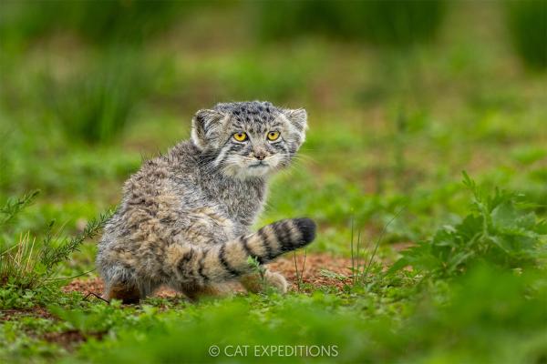 Nepal’s high-altitude wildernesses &&hellip;