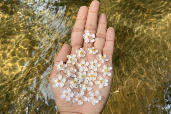Extinct-in-the-wild plant rediscovered…