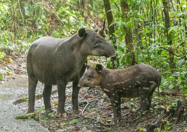 In Panama’s Darién forest, Indigenous&hellip;