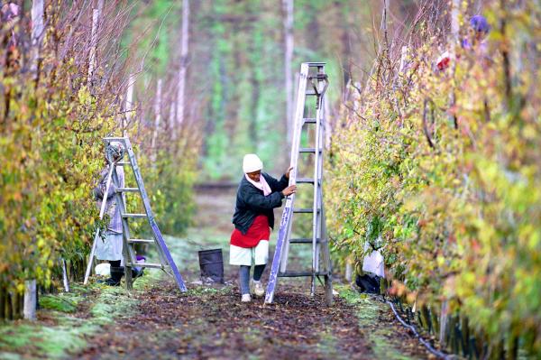 Farmworkers’ health matters: South&hellip;