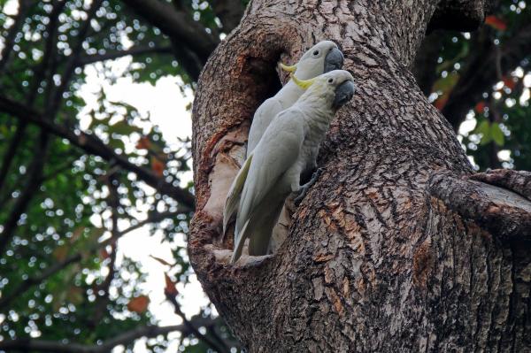Hong Kong’s urban cockatoos could be a&hellip;