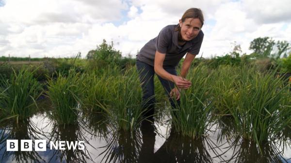 UK's first rice crop ripe for picking…