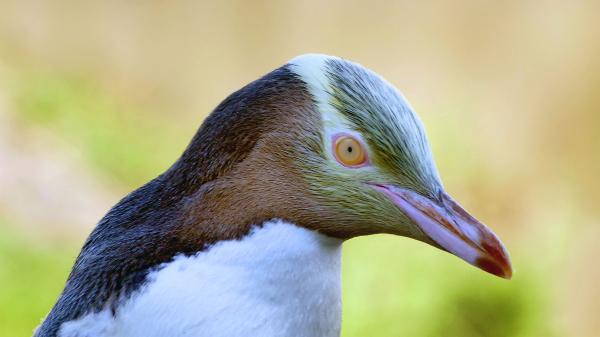As yellow-eyed penguins disappear,…