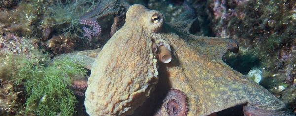 photo of Octopus farming is a dangerous detour for marine conservation (commentary) image