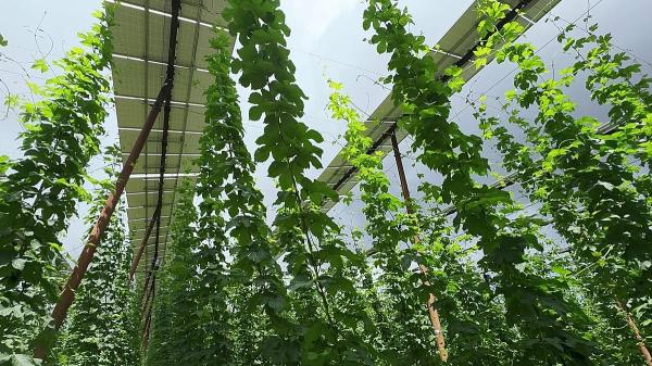 Meet the Bavarian hop farmer securing his harvest and income…