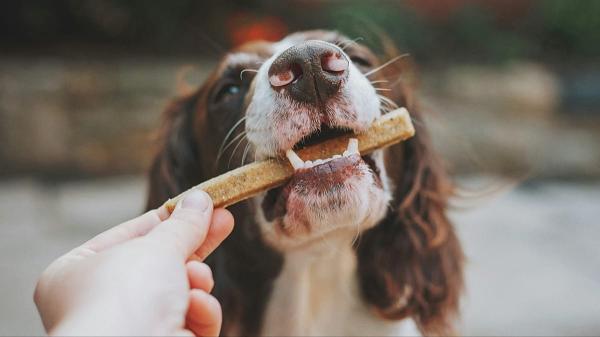 Carbon pawprint: Your dog’s dinner may&hellip;