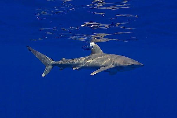 For sharks on the brink of extinction, CITES Appendix II…