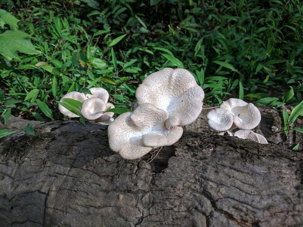 Researchers in Nigeria successfully&hellip;