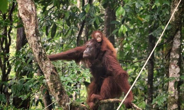 World Orangutan Day: Ongoing threats &…