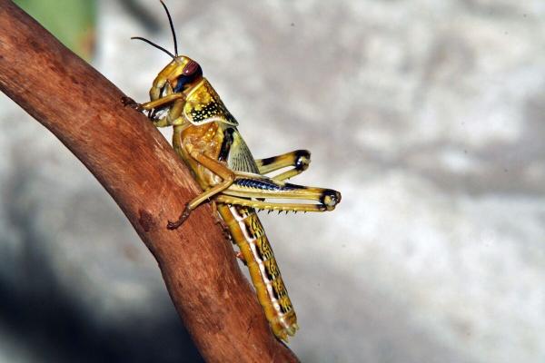 As climate change worsens global locust…