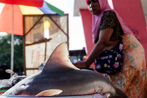 Photos: A shark meat processing village&hellip;