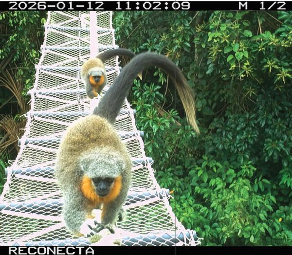 Amazon canopy bridges enable 15,000 wildlife crossings…
