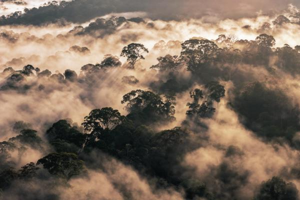 The year in rainforests 2025:&hellip;