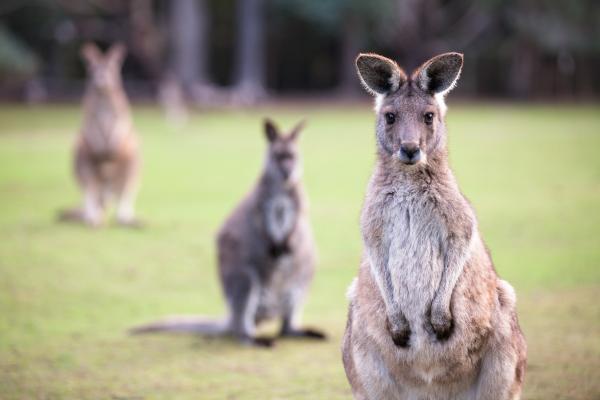 World Kangaroo Day: How climate change…