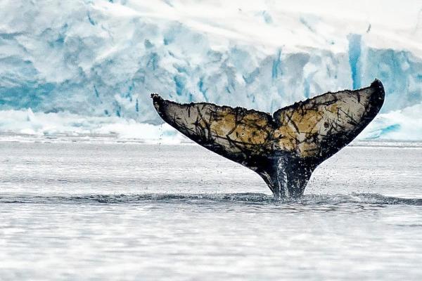 Antarctic conservation summit closes…