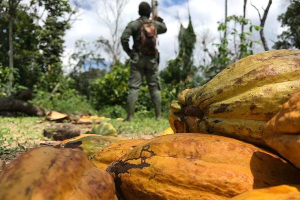 Cacao rush fuels conflict and…