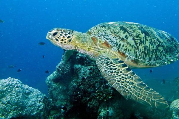 photo of Green turtle rebounds, moving from ‘endangered’ to ‘least concern’ image