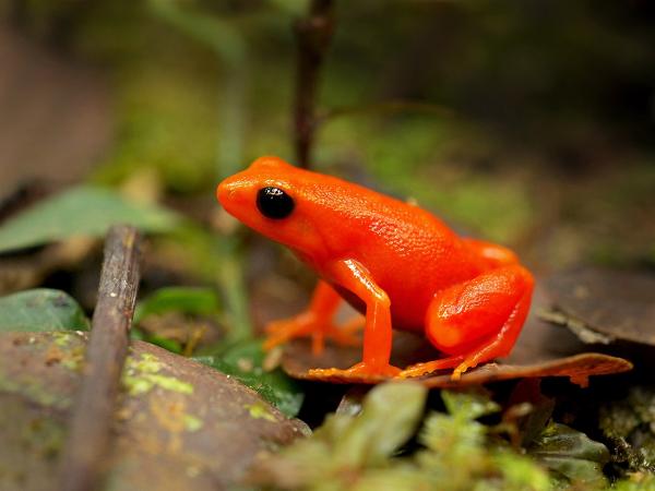Africa’s amphibians are overlooked in&hellip;