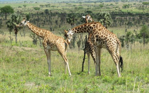 Ugandan farmers sue TotalEnergies’ oil…