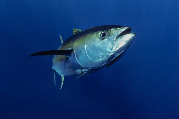 Countries shorten tuna fishing closure…