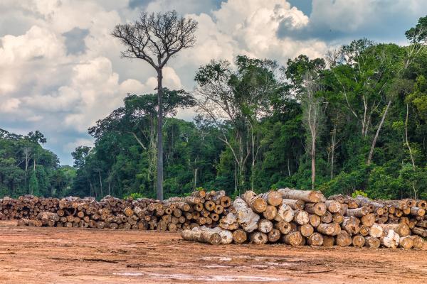 Study finds deforestation accounts for&hellip;