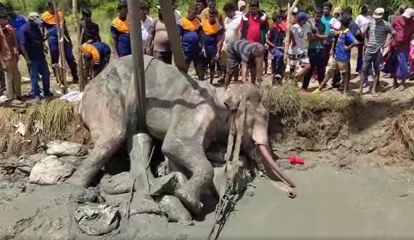 Sri Lanka tusker death sparks euthanasia…