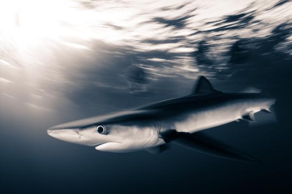 Sharks and rays do not know boundaries&hellip;
