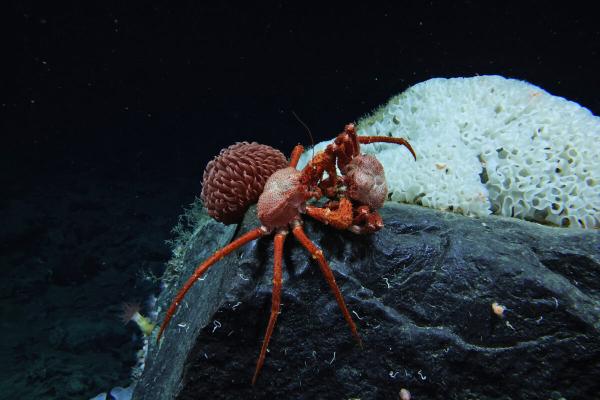 Only a tiny % of the deep seafloor has ever been visually observed: Study
