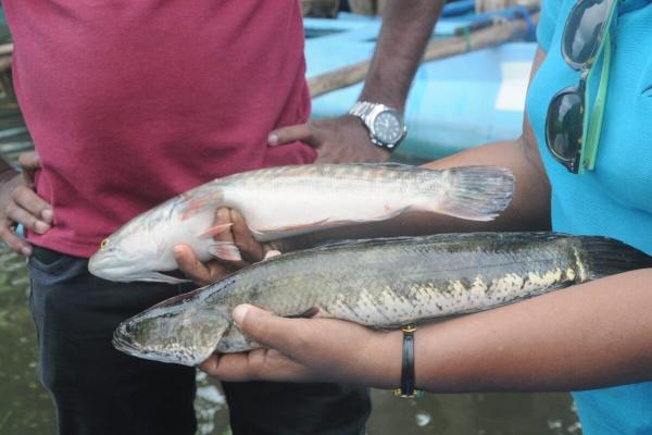 Predatory snakehead fish poses invasive…