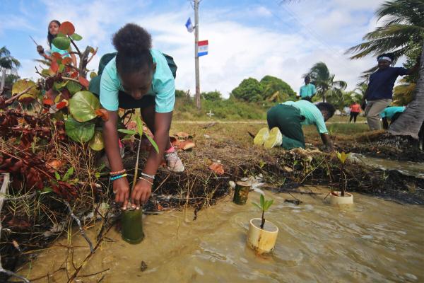 From local planting to national plan,…