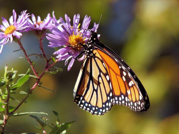 photo of Forecasting the future to help protect monarch butterflies  image