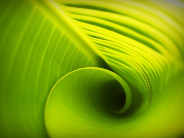 photo of Orange is the new 'block': Structure reveals key features that help block excess light absorption during photosynthesis image