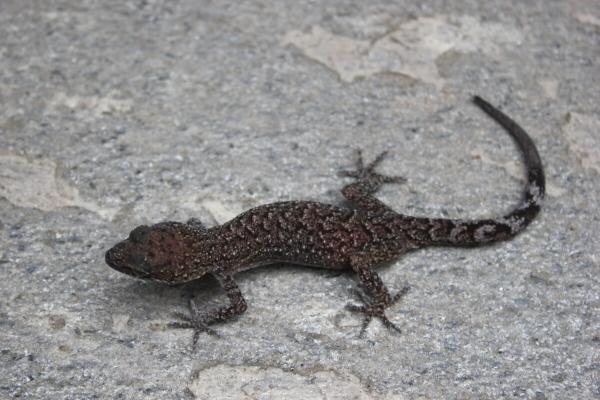 photo of Three new gecko species described in Nepal: Interview with herpetologist Santosh Bhattarai image