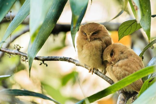 With nocturnal surveys and awareness…