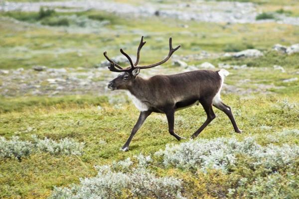 Reindeer numbers may fall by more than…