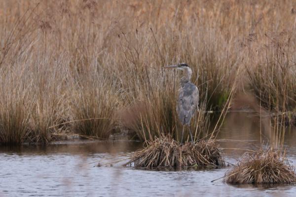 Cranberry Farmers Consider Turning Bogs into Wetlands in…