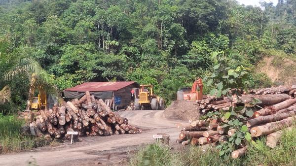 Logging threatens Bornean forest&hellip;